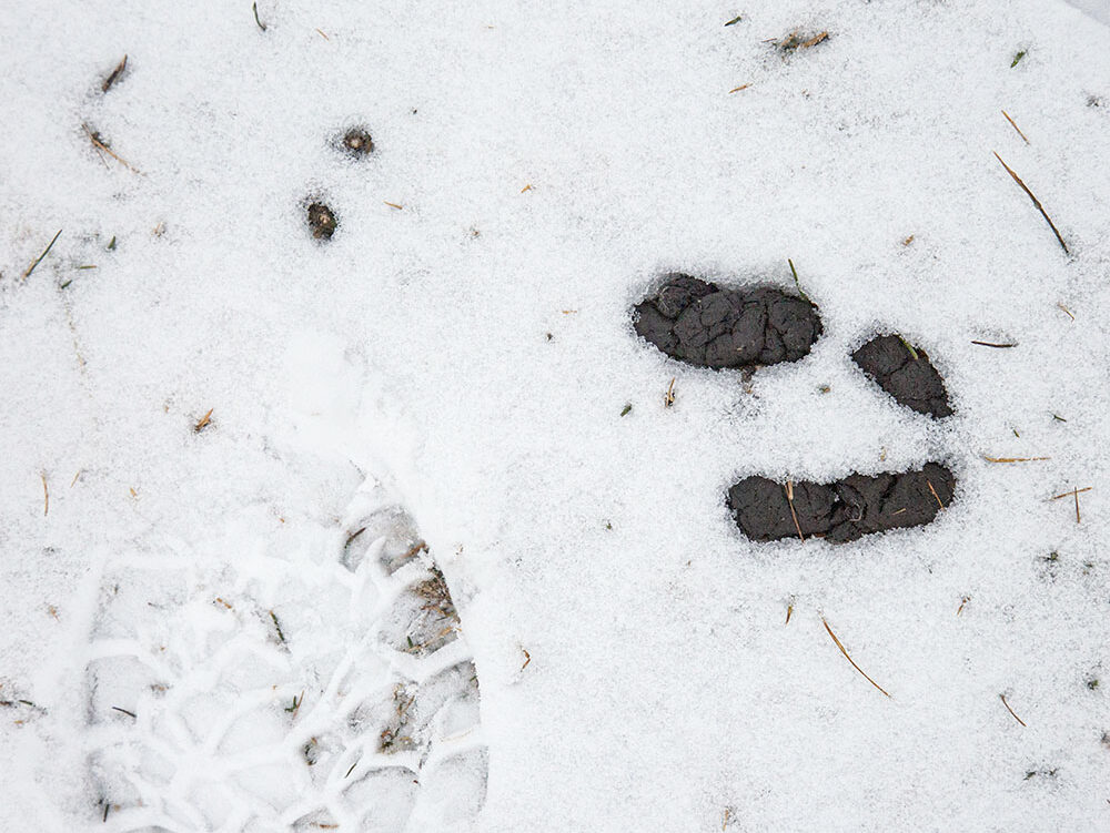 Coyote scat (right) and rabbit scat (above footprint) next to one another.