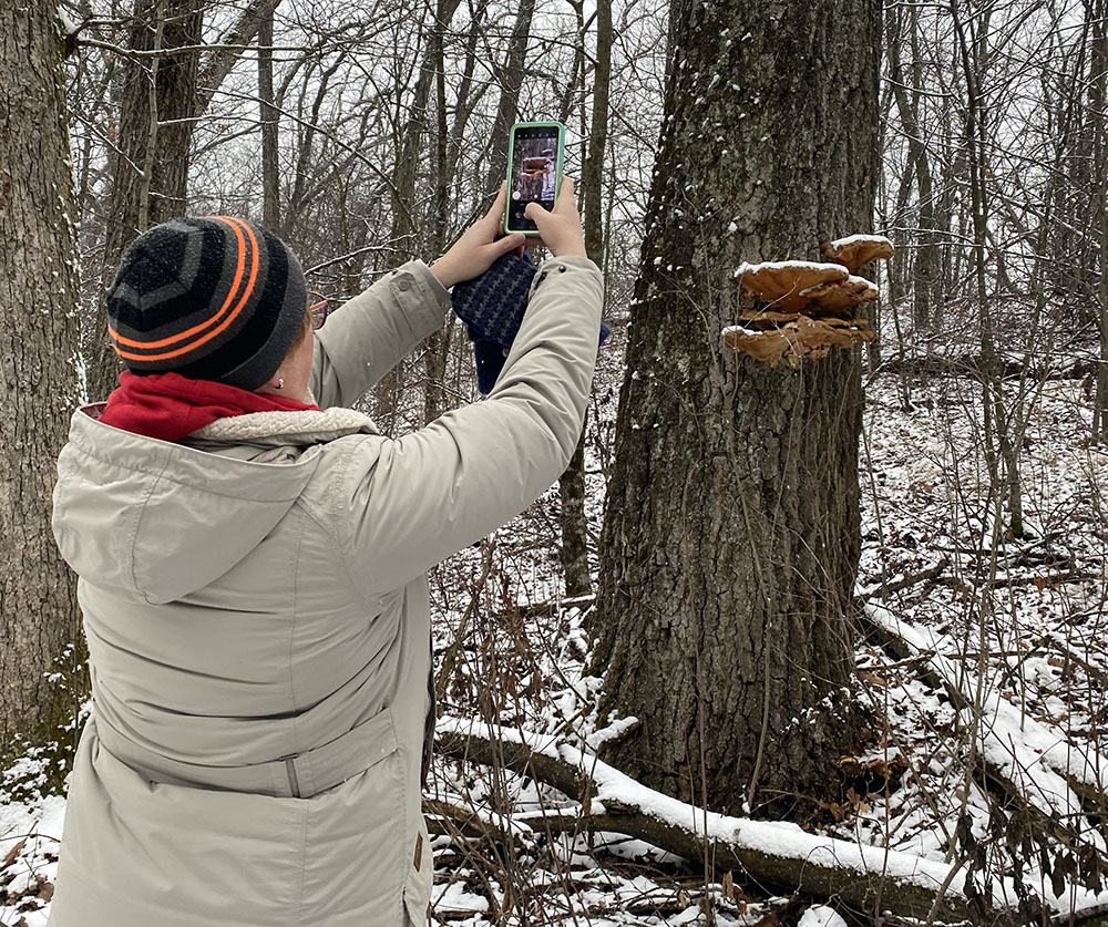 Capturing a patch of giant shelf mushrooms.