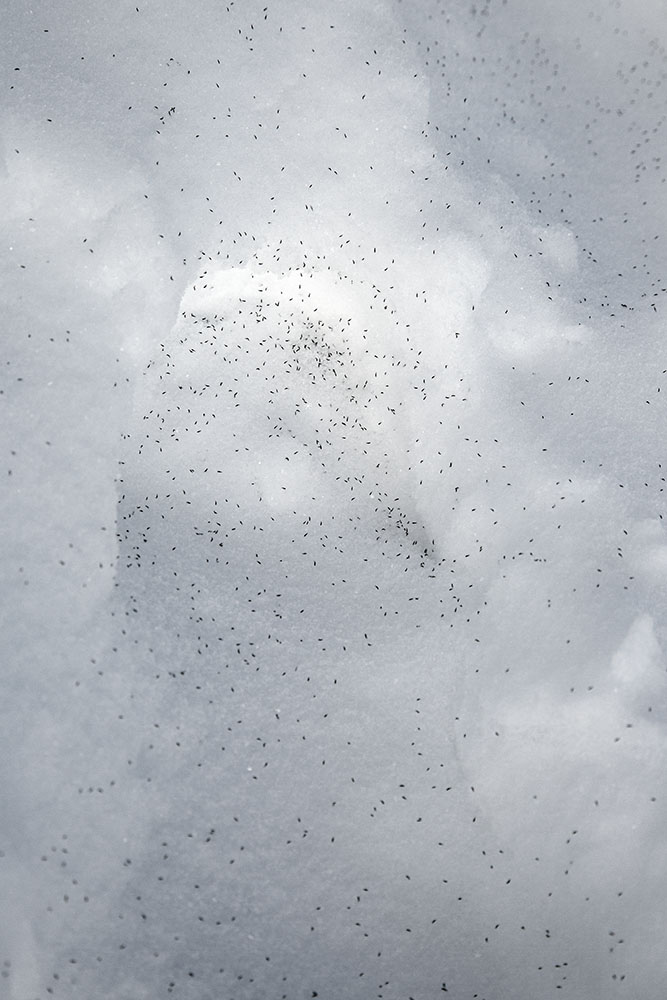 Snow fleas like sprinkled pepper all over the meadow.