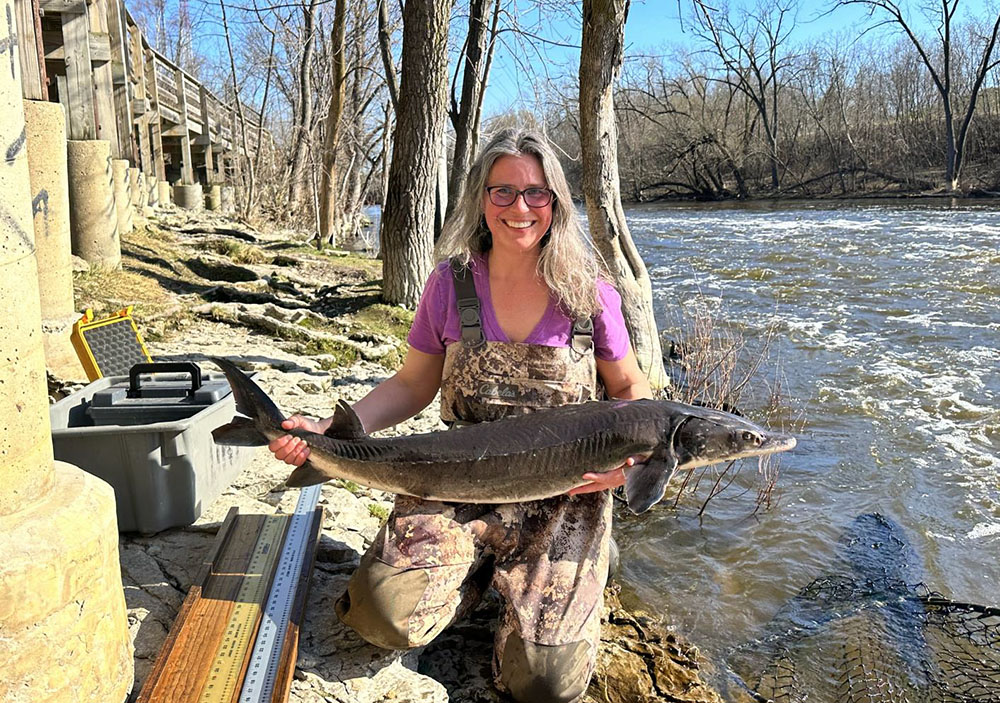 Cheryl Masterson, WDNR fisheries supervisor with the Lake Michigan - South team holds an adult lake sturgeon captured during a dip net survey in the Milwaukee River. Photo courtesy Aaron Schiller.