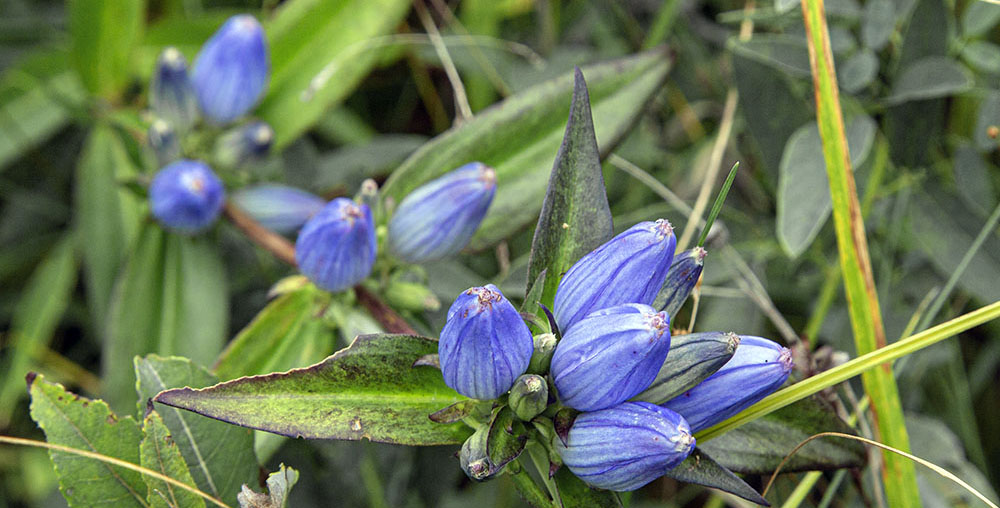 Blue bottle gentians in bloom at Young Prairie State Natural Area