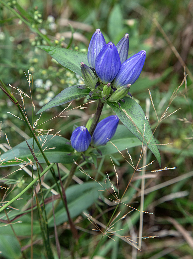 Blue bottle gentian blossoms.