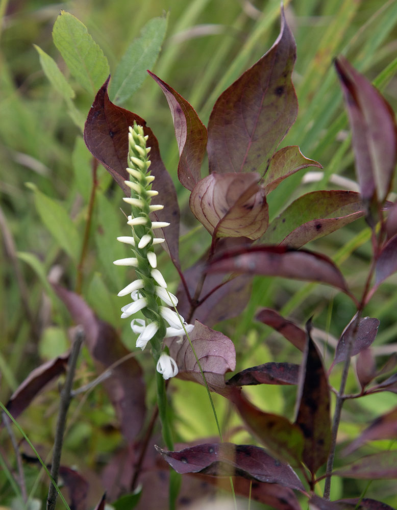 Budding nodding lady's tresses and dogwood