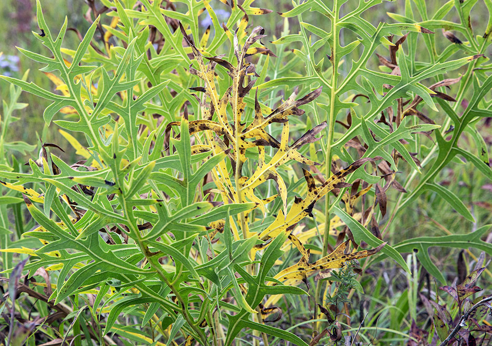 Compass plant leaves