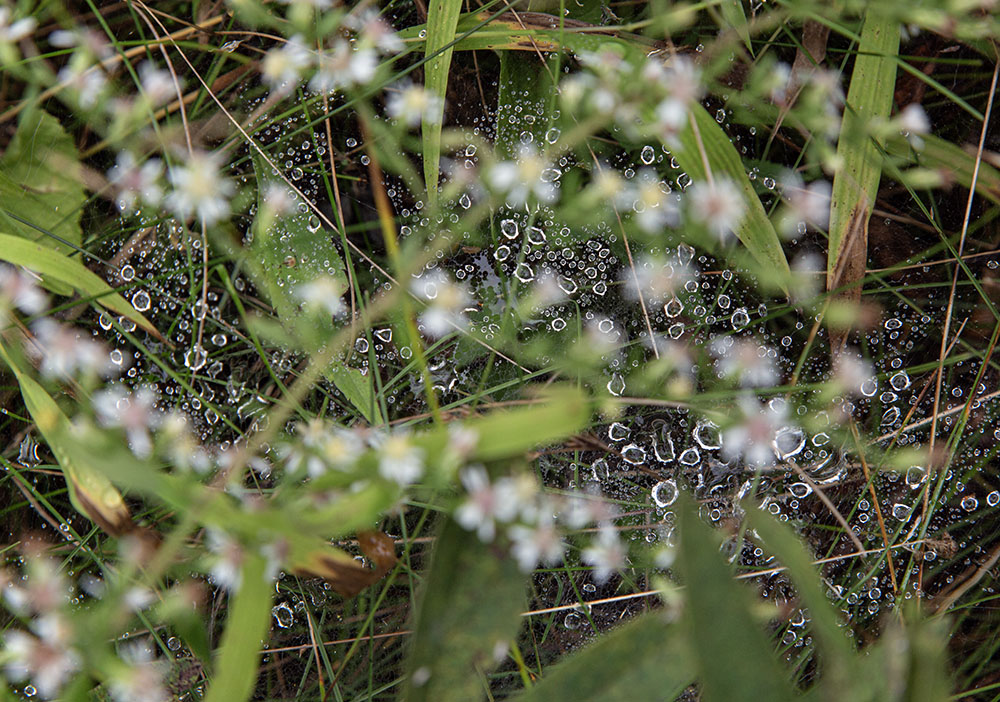 A spider web glistens with morning dew