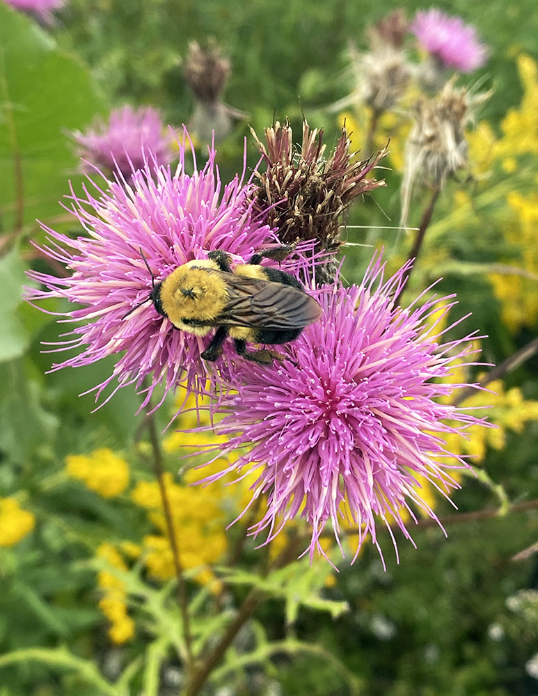 Brown-belted bee on thistle blossom