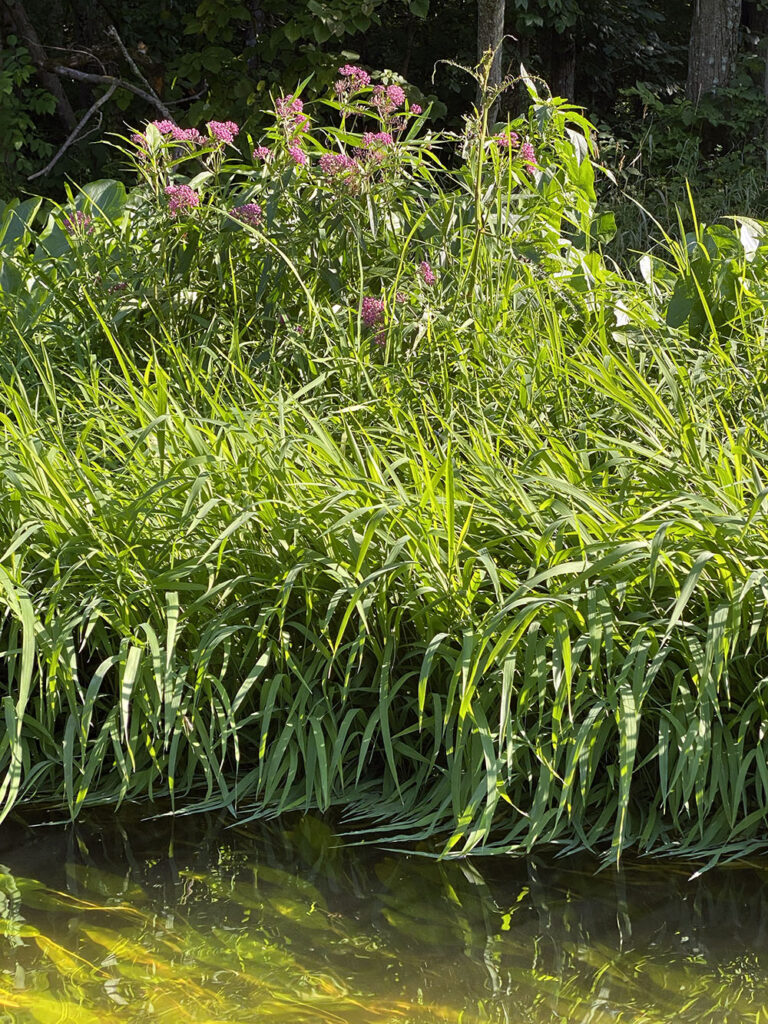 Swamp milkweed in bloom at Fellenz Woods Preserve.