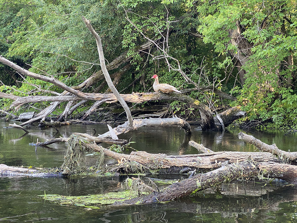 I'm not sure, but I think this is a Muscovy Duck, which is not native to WI. About the size of a Canada goose, this one let me get very close, never moving a muscle.