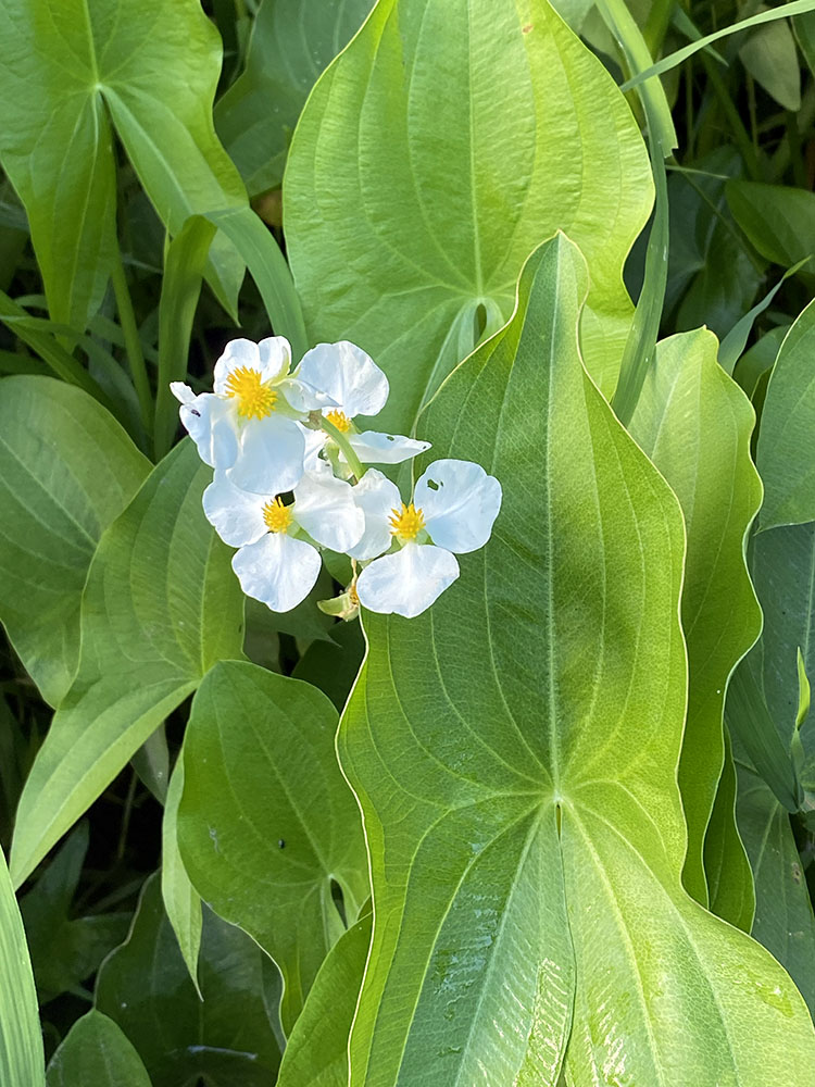 Broadleaf arrowhead in bloom.