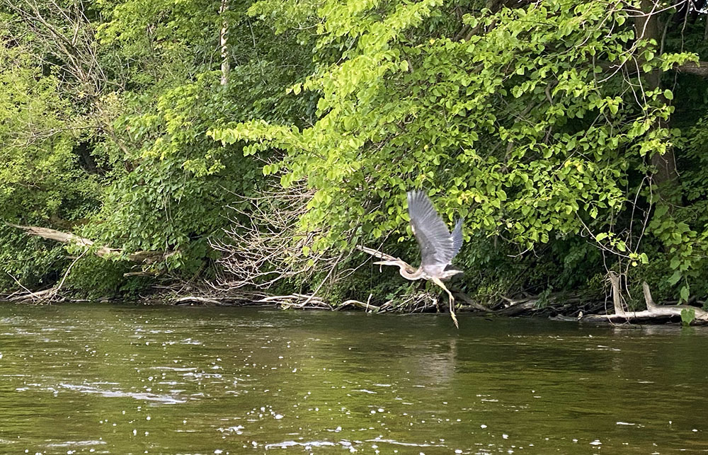 We flushed this great blue heron out of the shadows near the bank. It flew a short way downstream, until we got close and it flew a short way ahead again. We did this over and over for about half a mile before it finally decided to circle back upstream.