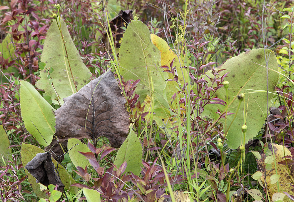 A potpourri of prairie dock (large leaves), dogwood (reddish leaves) and other species