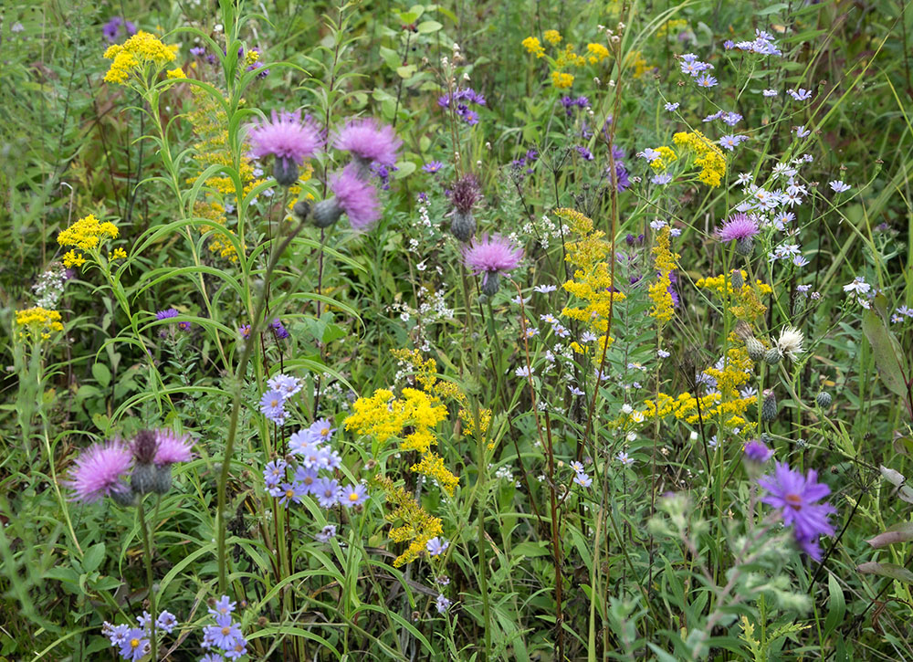 A floral tapestry of complementary colors