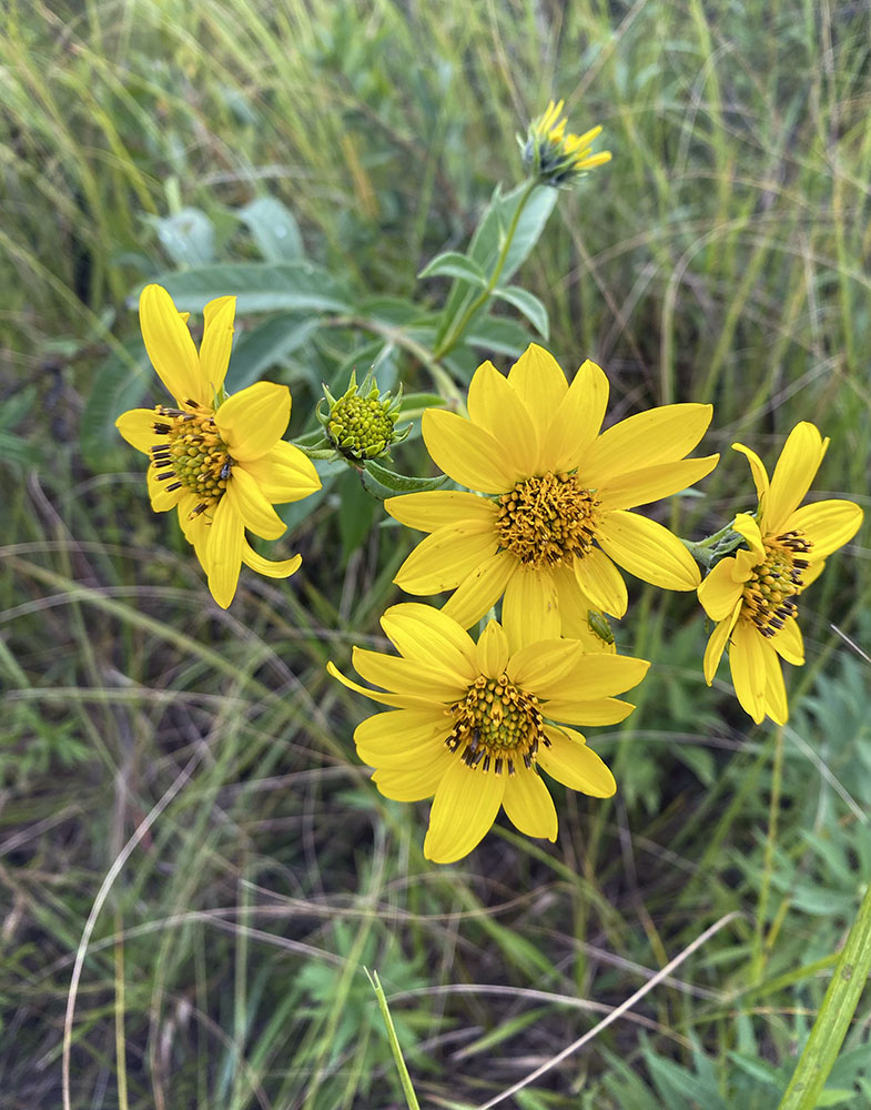 Sawtooth sunflower blossoms