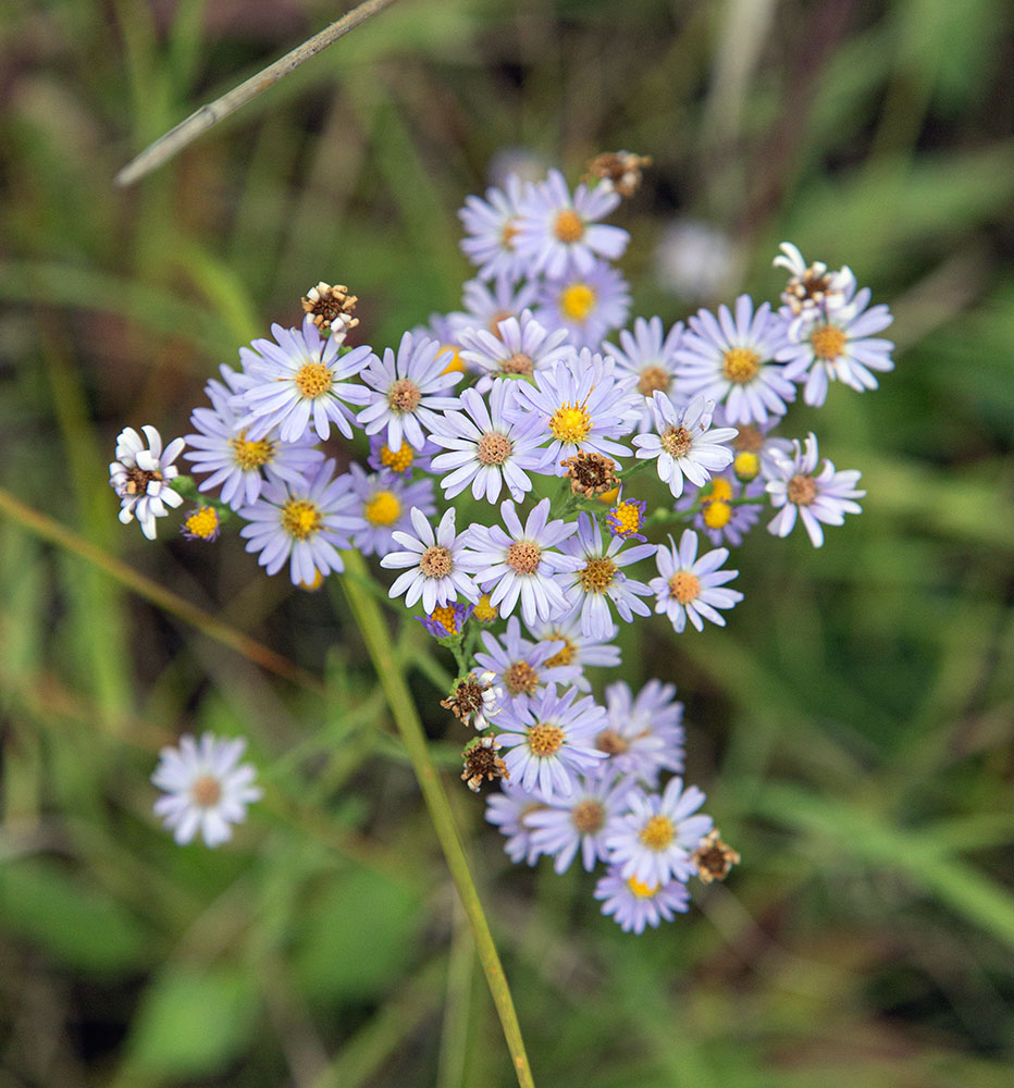 Sky blue aster blossoms