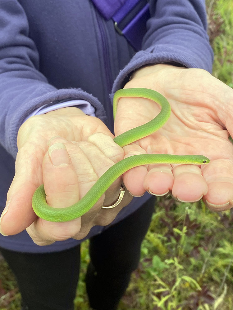 Smooth green snake