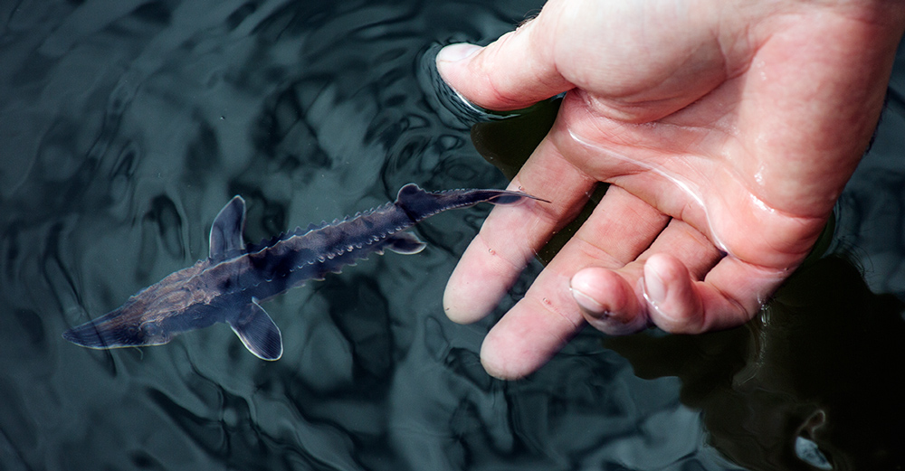 Sturgeon fingerling being released into Lake Michigan during Sturgeon Fest 2018. Photo by Eddee Daniel.