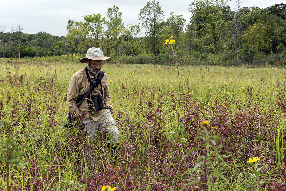 Wading the prairie