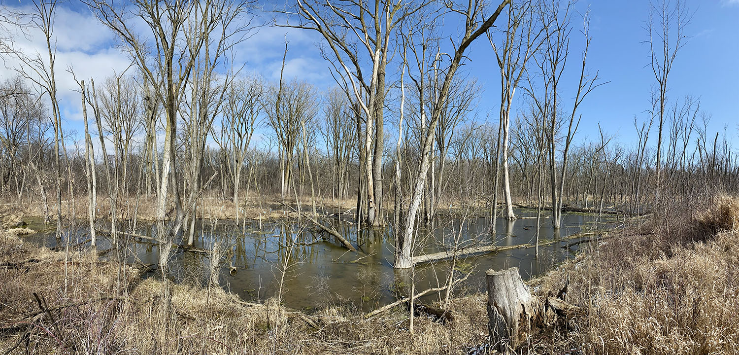 wetland pond panorama