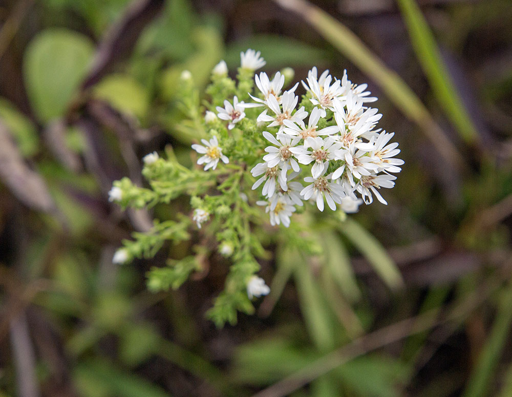 White heath aster