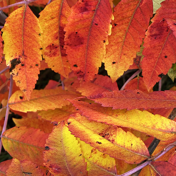 Rhythm in Red and Gold. Bald Bluff Trail; Kettle Moraine State Forest - Southern Unit, Eagle.