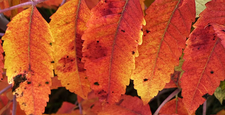 Red and gold sumac leaves