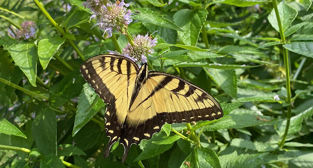 Swallowtail butterfly on bee balm blossom