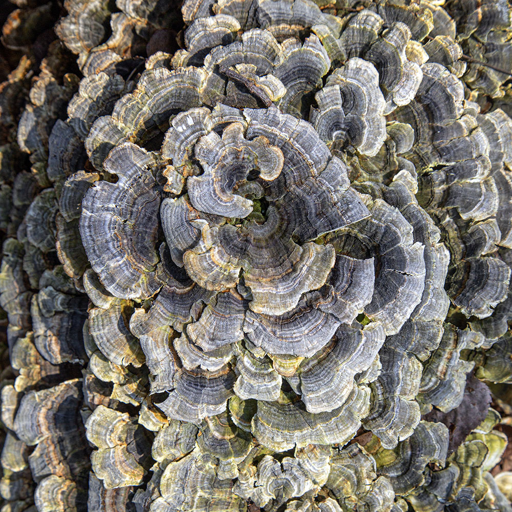 Radial Symmetry. Cudahy Nature Preserve, Oak Creek.