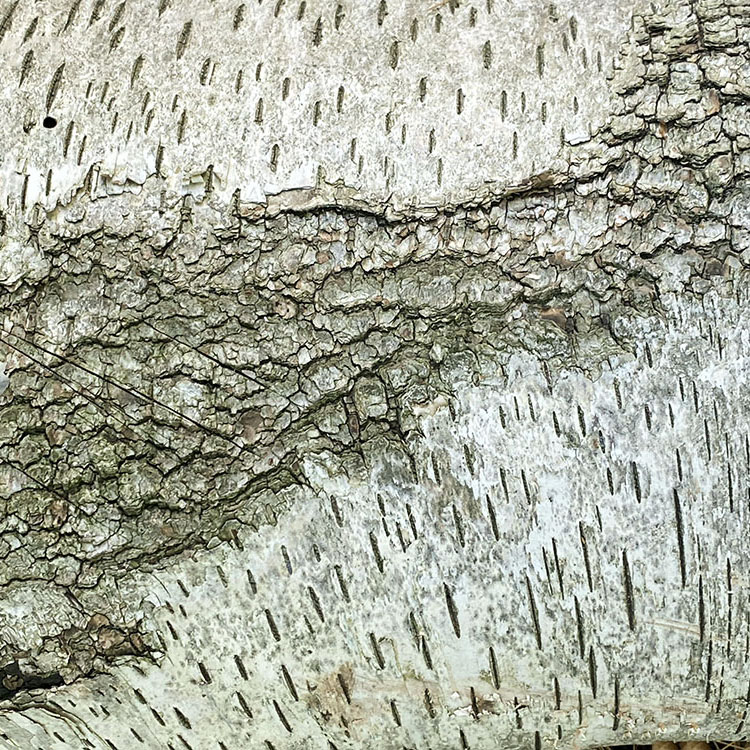 Birchbark Patterns. Donges Bay Gorge Natural Area, Mequon.