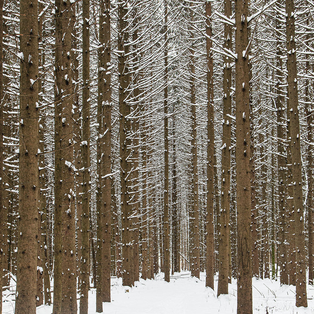 Pine Plantation. Glacier Hills County Park, Hubertus.