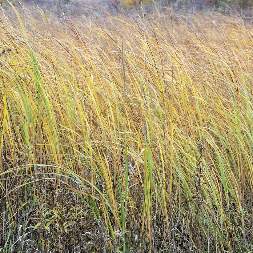 Steady Breeze. Kettle Moraine State Forest - Southern Unit, Eagle.