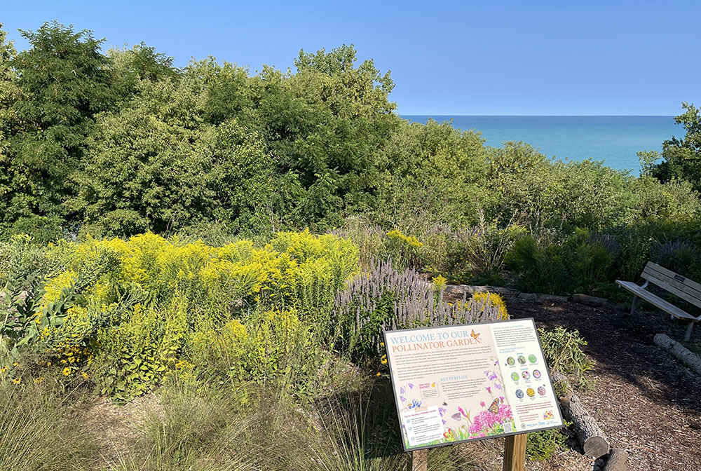 Path, bench and educational sign about the pollinator garden, along with second-year growth of native plants.