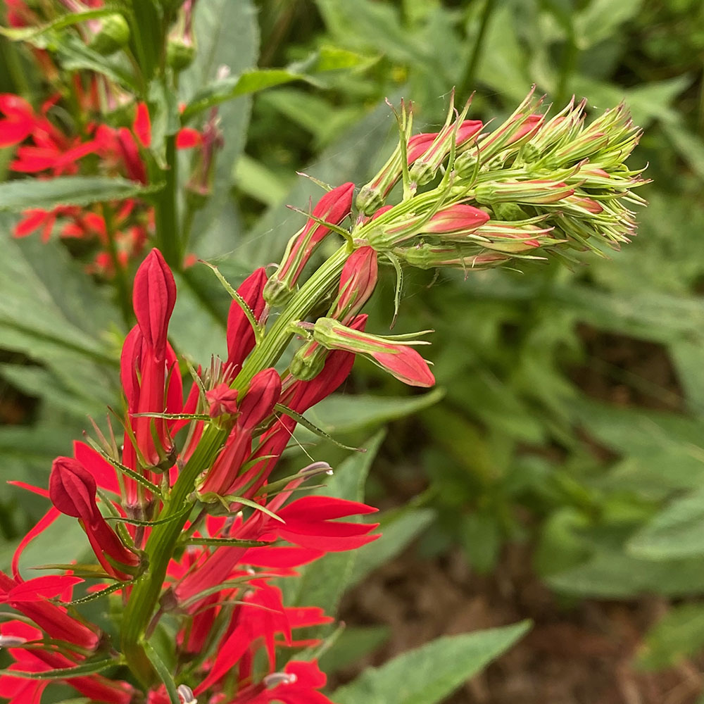 Red cardinal flower (Lobelia cardinalis)