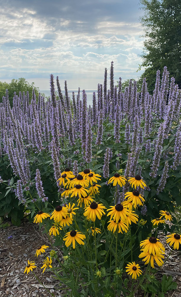 The return of native plants to Silver Spring Park in Whitefish Bay, such as this anise hyssop and rudbeckia, makes for stunning views atop the cliff by Lake Michigan.