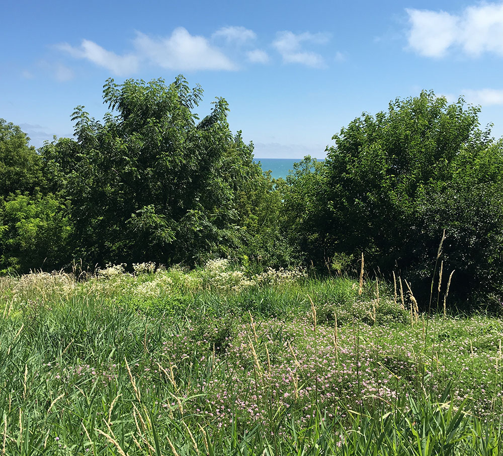 Original park condition: overrun with invasives such as reed canary grass and garlic mustard. No pathways.