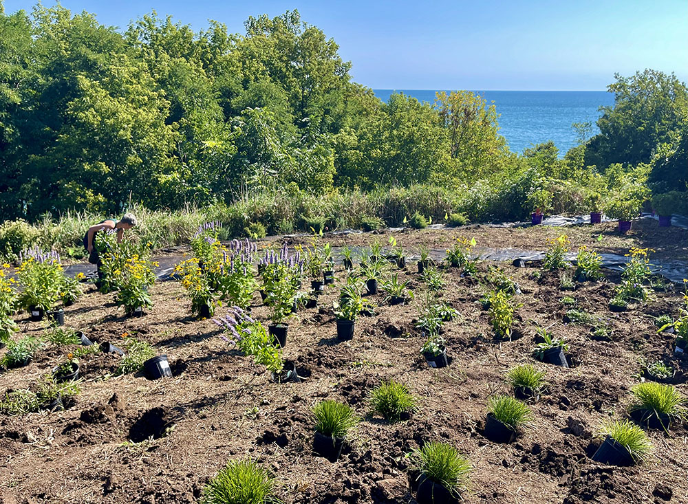 Plugs of native plants provided by Johnson's Nursery being planted.