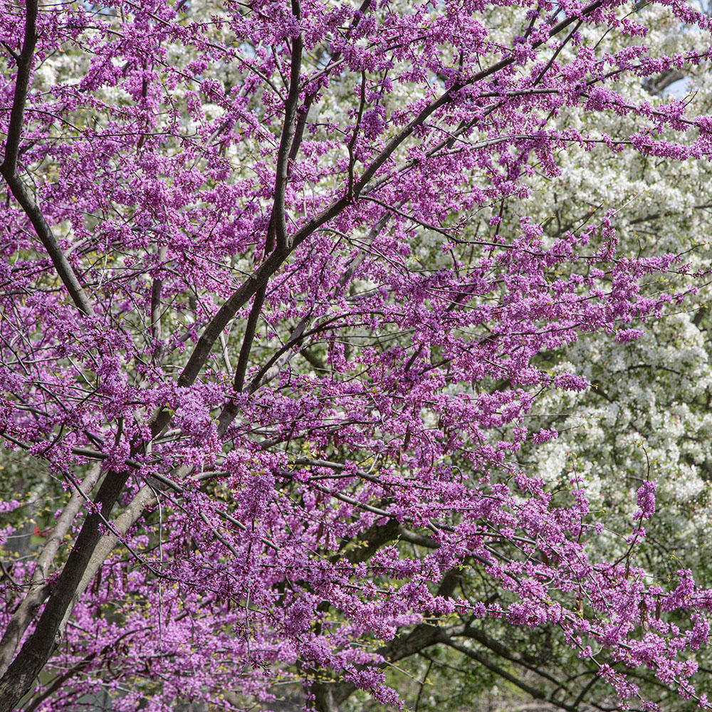 Choose your title: A) Redbud and Crab Apple in Bloom; or B) Pink and White. Mequon-Thiensville Riverwalk.