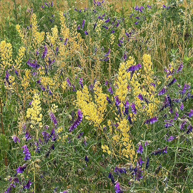 Rococo Meadow. Milwaukee County Grounds, Wauwatosa.