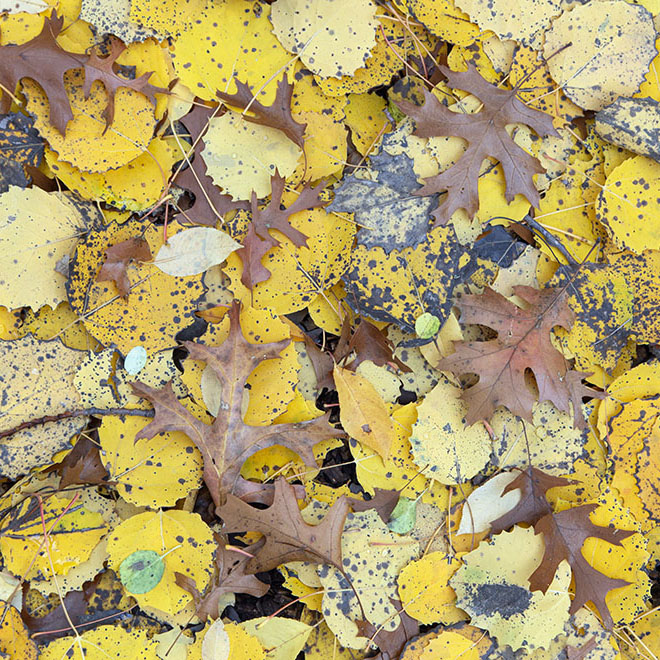 Carpet of Leaves. Penbrook Preserve, Hartland.