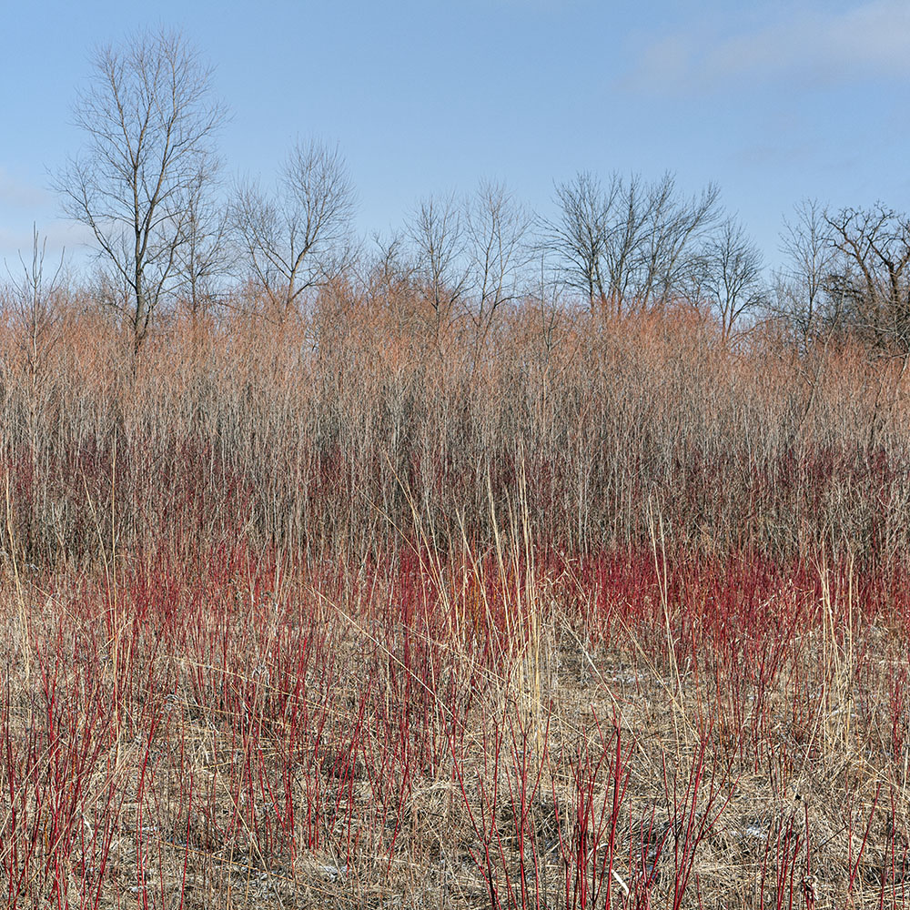 Layered Landscape. Pewaukee River Greenway, Pewaukee.