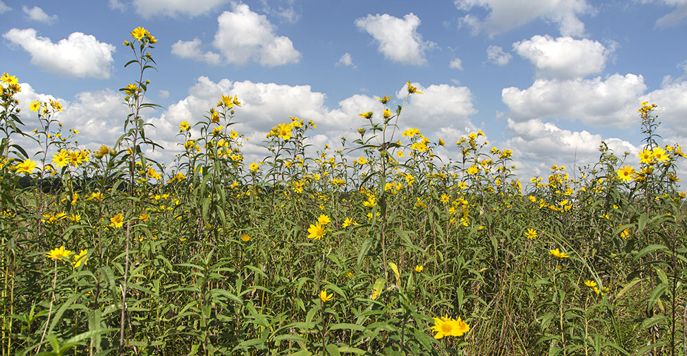 Sawtooth sunflowers at Chiwaukee Prairie State Natural Area