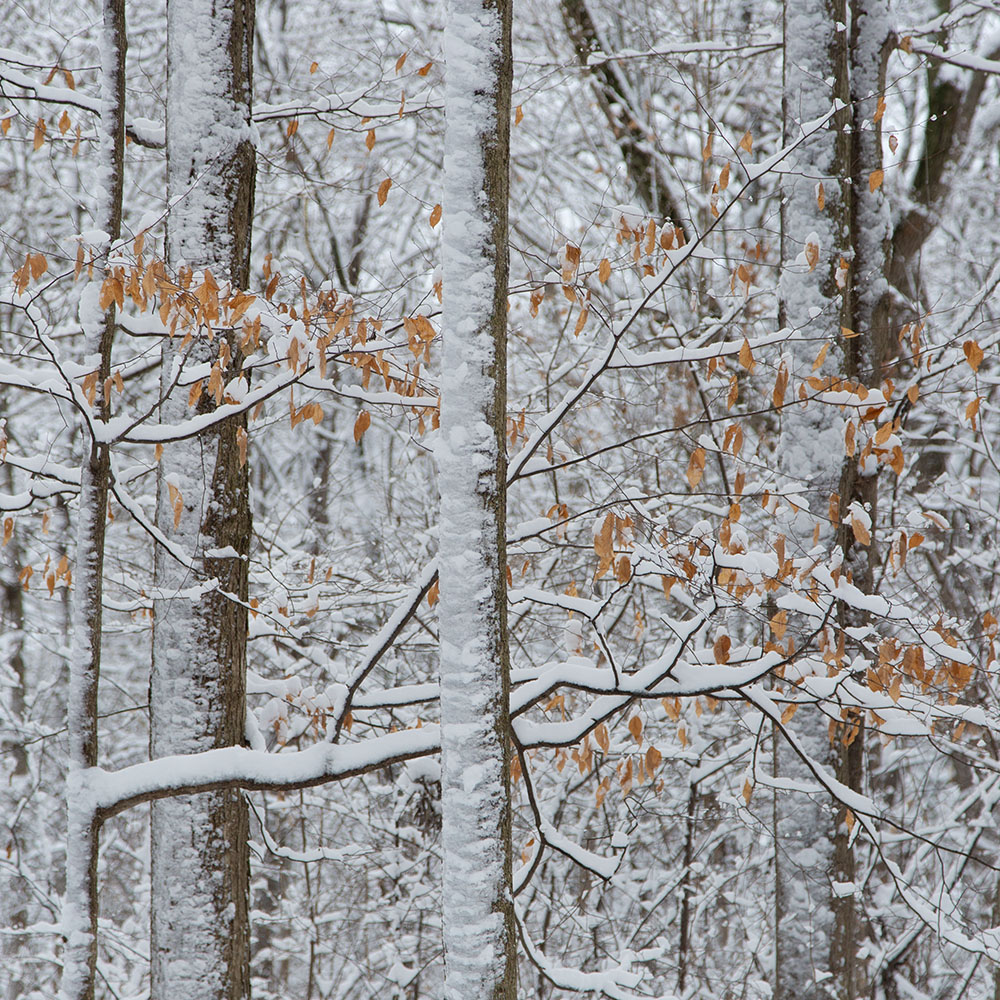 Wintry Abstraction. Wirth Park, Brookfield.