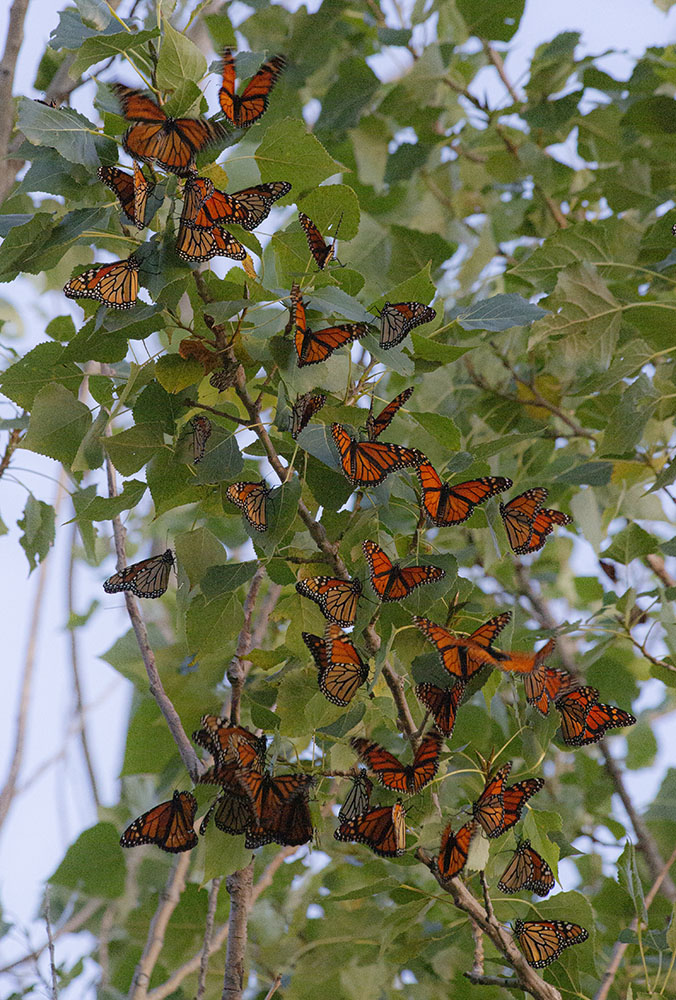 Monarch butterflies roosting in a tree along the Monarch Trail in the Milwaukee County Grounds, Wauwatosa.