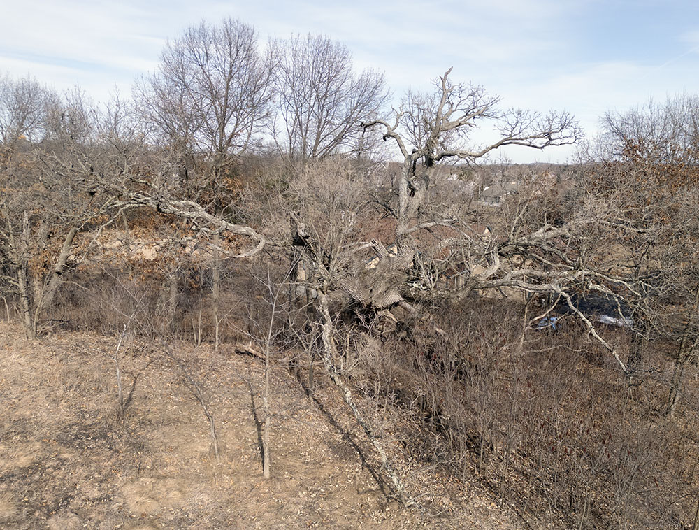 Although its windy hilltop location has kept it from growing tall, this twisted oak is particularly ancient.