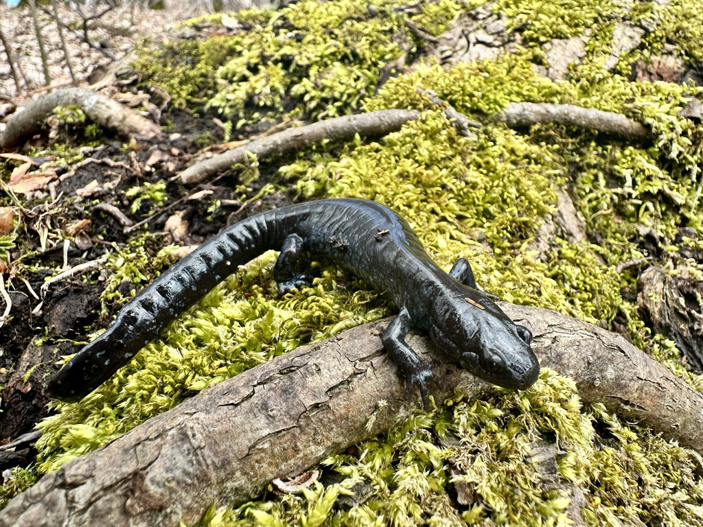 A blue-spotted salamander caught near Salamander Pond, Schlitz Audubon Nature Center. 