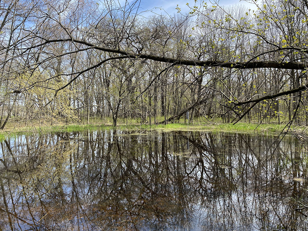 A large, open ephemeral pond at Bluhm Farm Park, Muskego.