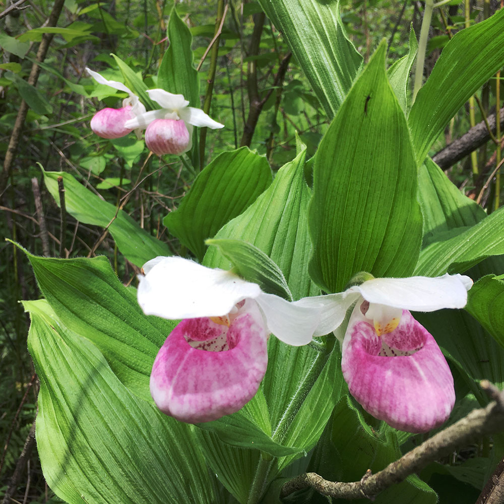 Showy pink lady's slipper orchid in Cedarburg Bog State Natural Area.