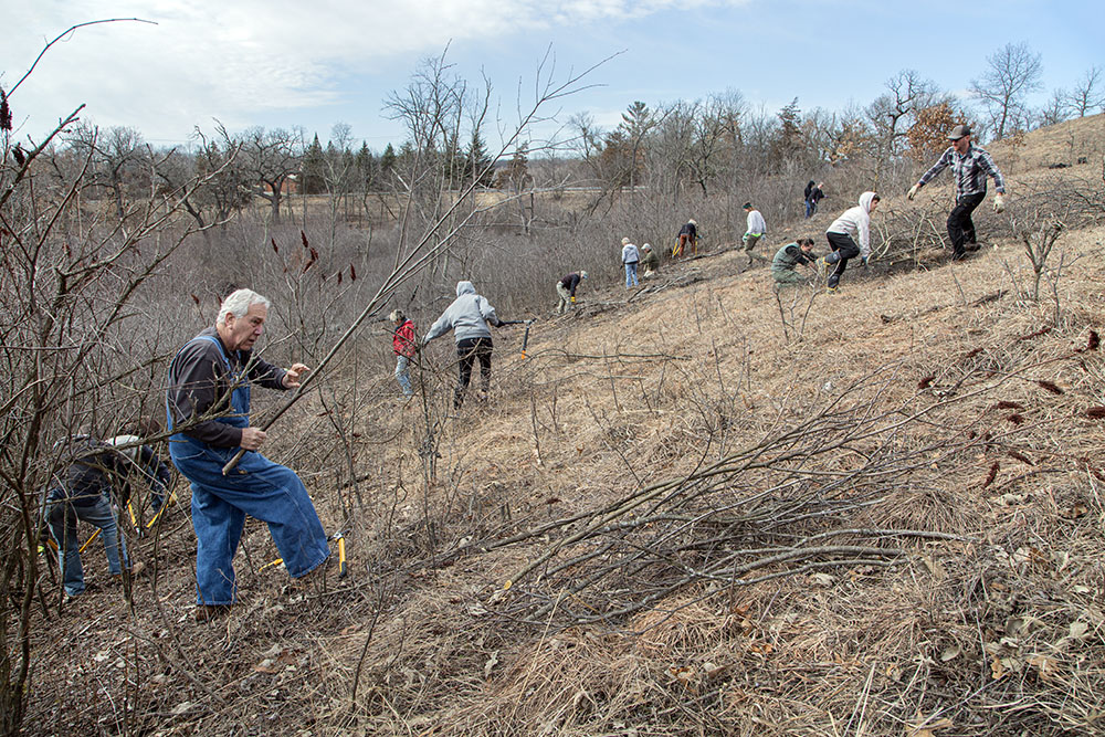 The hillside bustles with activity as over twenty volunteers cleared buckthorn and other brush.