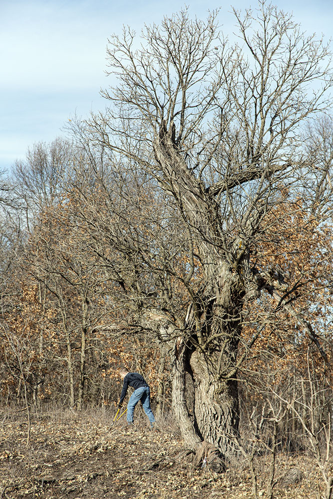 A volunteer clears around the base of a oak.