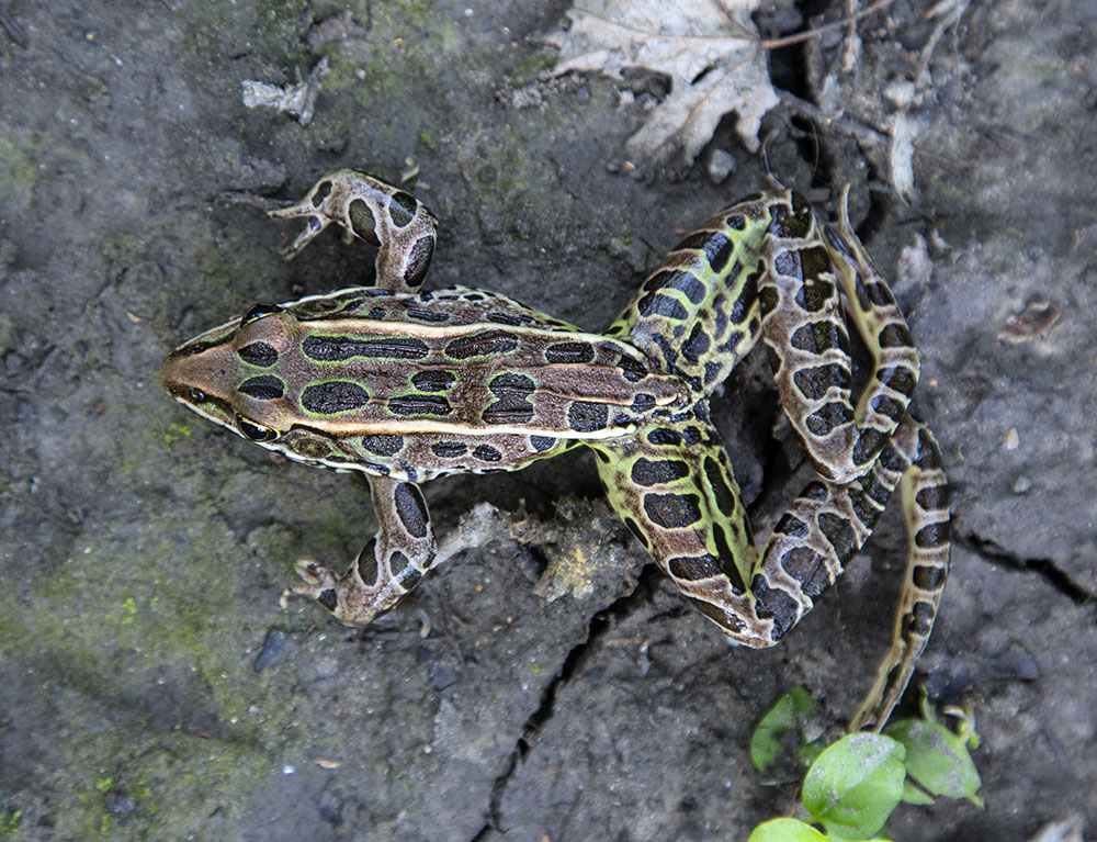  A leopard frog at Fox River Park in Silver Lake, Kenosha County.