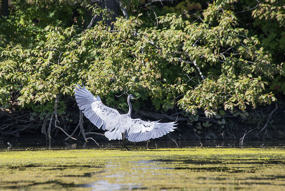 A great blue heron landing on the algae-infested water of the impoundment behind the dam. 